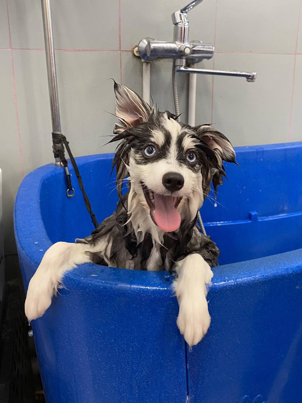 Груминг со скидкой 30%
Записаться! 