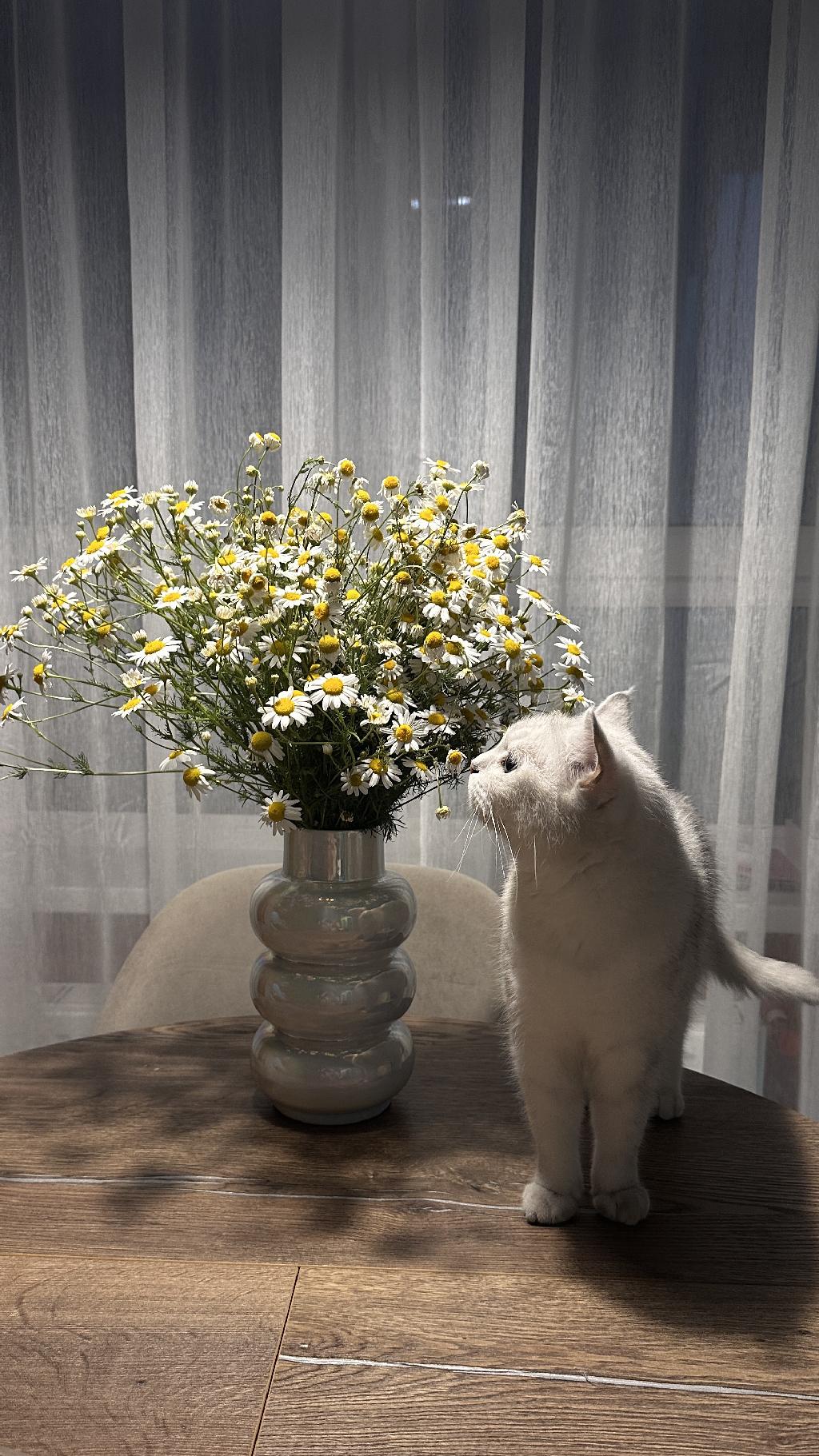 Один ромашковый летний день из жизни. 

Футболка White Rabbitt
Юбка Zara
Сумка Studio29
Кеды AliExpress 
Кольцо The Object
Ромашки Made in Krasnodar